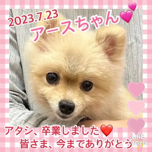 【運命の赤い糸見～つけた💓ポメラニアンのアースちゃん💕、トイプードルのアーテルちゃん💕】2023,7,23